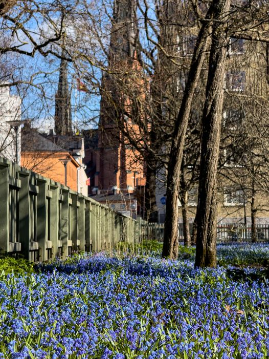 Sommar och blommor kring Uppsala Domkyrka